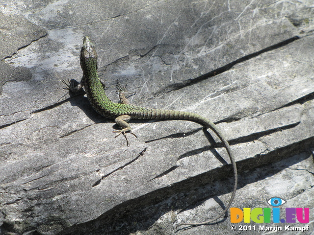 SX19657 Green lizard on rocks at Corniglia, Cinque Terre, Italy